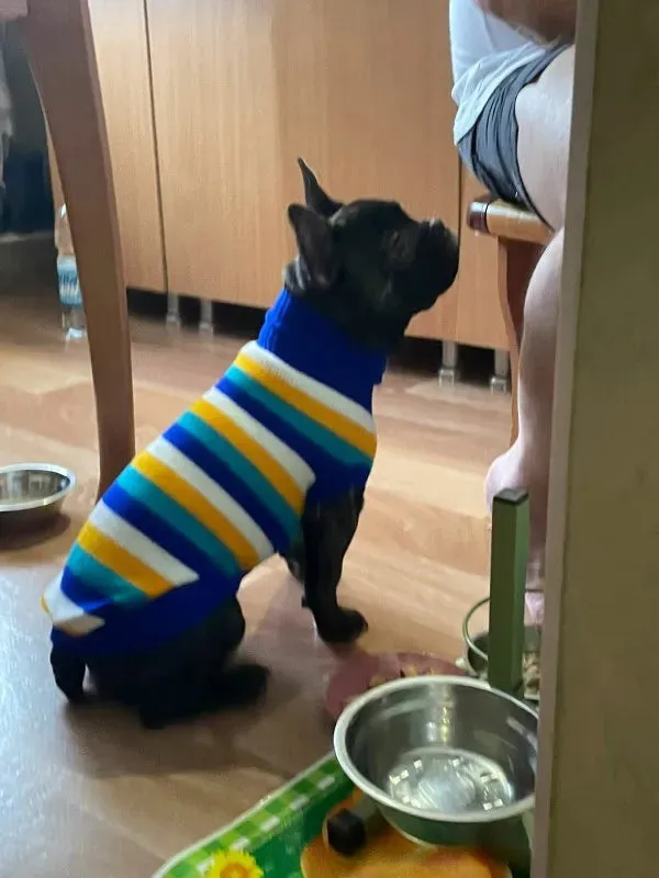 Warm Dog Sweaters for Small Medium Dogs Winter - Cute Knitted Puppy Coat - Chihuahua French Bulldog Yorkie - Animal Pattern